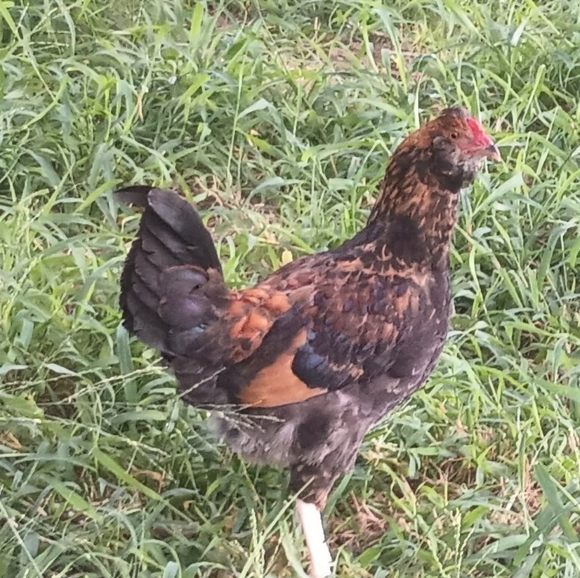 Bits and Pieces - Picture 9 of 12